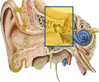 Conductive Hearing Loss