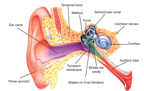 Ear
