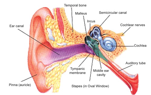 Hearing Ear Anatomy Diagram